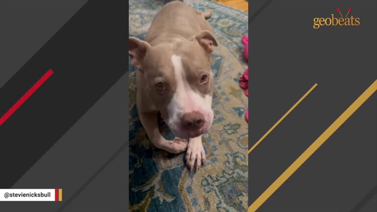 Rescue Team Had Already Written Off One Texas Dog When A Shelter Worker Asked An Unexpected Question