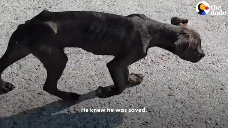 Lonely Puppy Wandered Deep Into The Florida Backwoods After Someone Dumped Him There