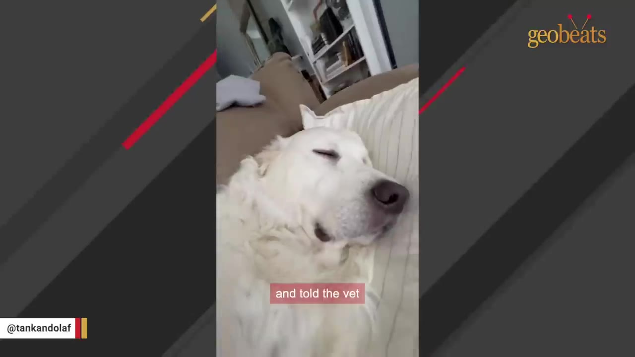 A close-up of a fluffy white dog sleeping peacefully on a striped pillow.