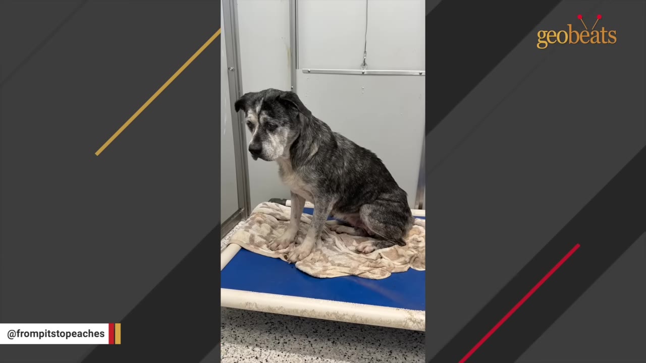 A sad-looking grey and white dog sitting on a blue cot with a blanket inside a shelter kennel.