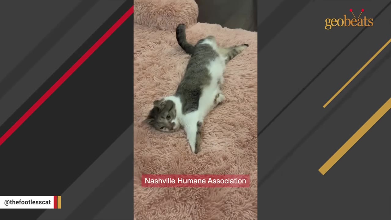 A grey and white cat with missing paws lies on a pink shag rug, with a text overlay reading 'Nashville Humane Association'.
