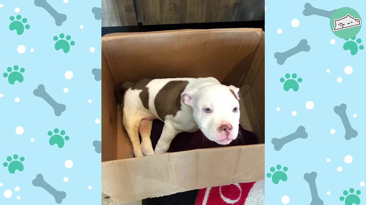 A small white and brown puppy sitting inside a cardboard box, looking up with wide eyes.