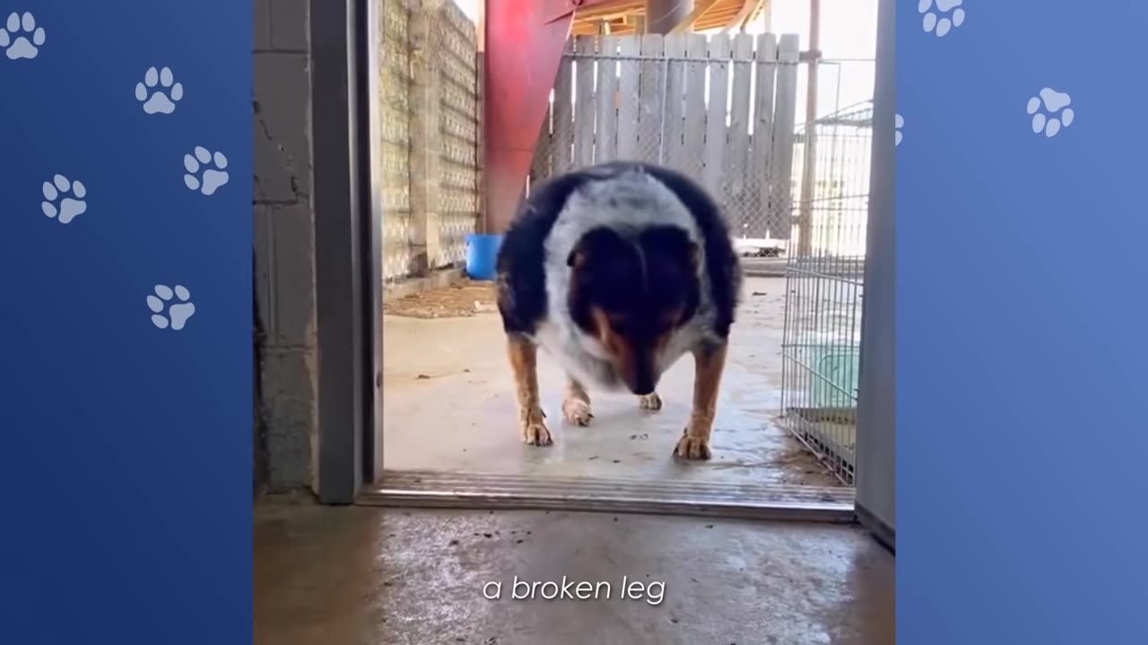 An overweight black and tan dog limping on its front leg as it walks through a doorway.