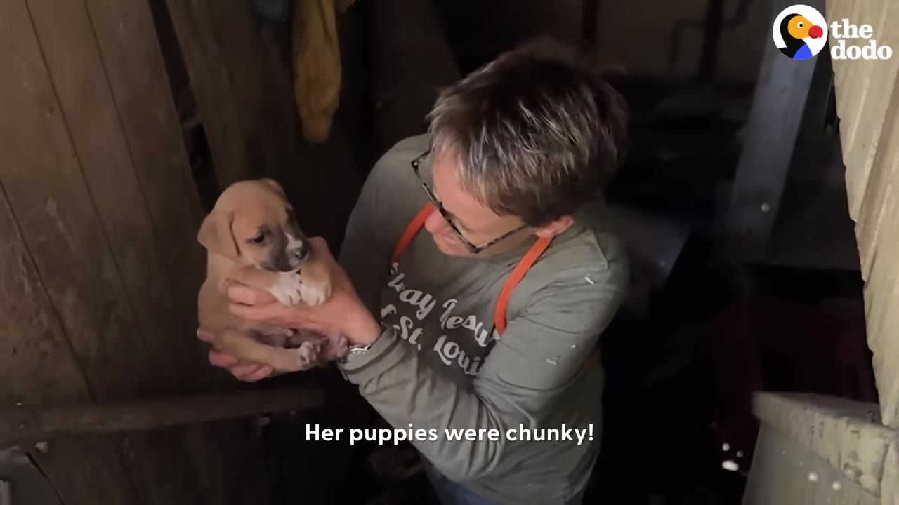 A rescuer wearing glasses and a grey long-sleeve shirt holds a small, light brown puppy in a dark, wooden basement.