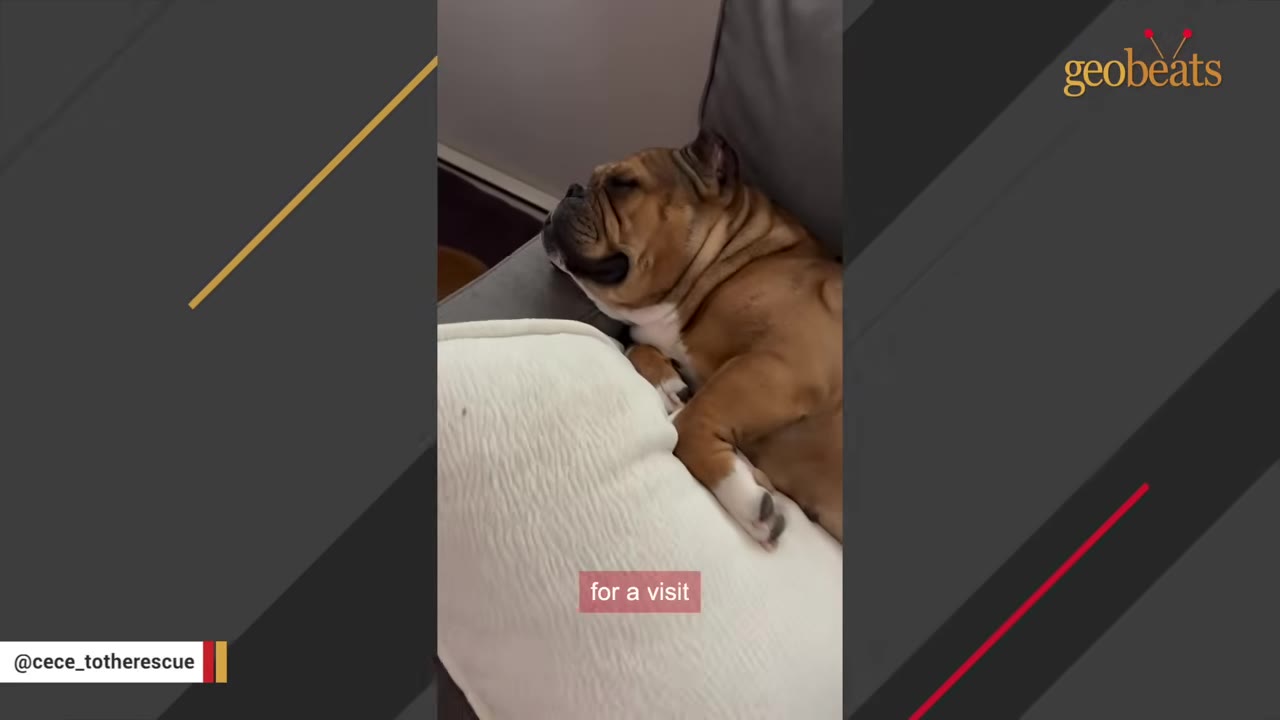 A brown and white bulldog sleeping peacefully on a grey couch with its head resting on a white pillow.
