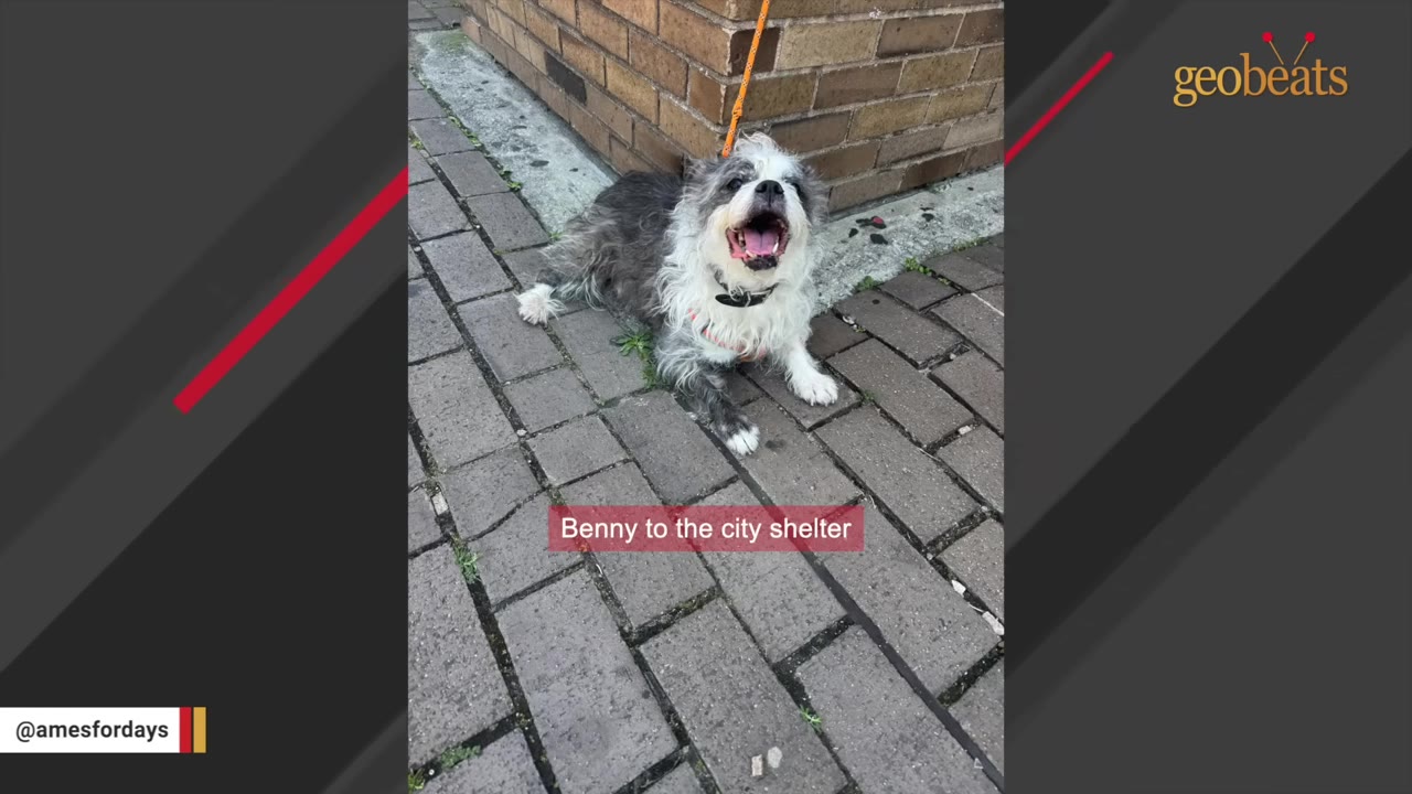 A scruffy, grey and white senior dog lies on a brick sidewalk with an orange leash attached to its collar, looking up with its mouth open.
