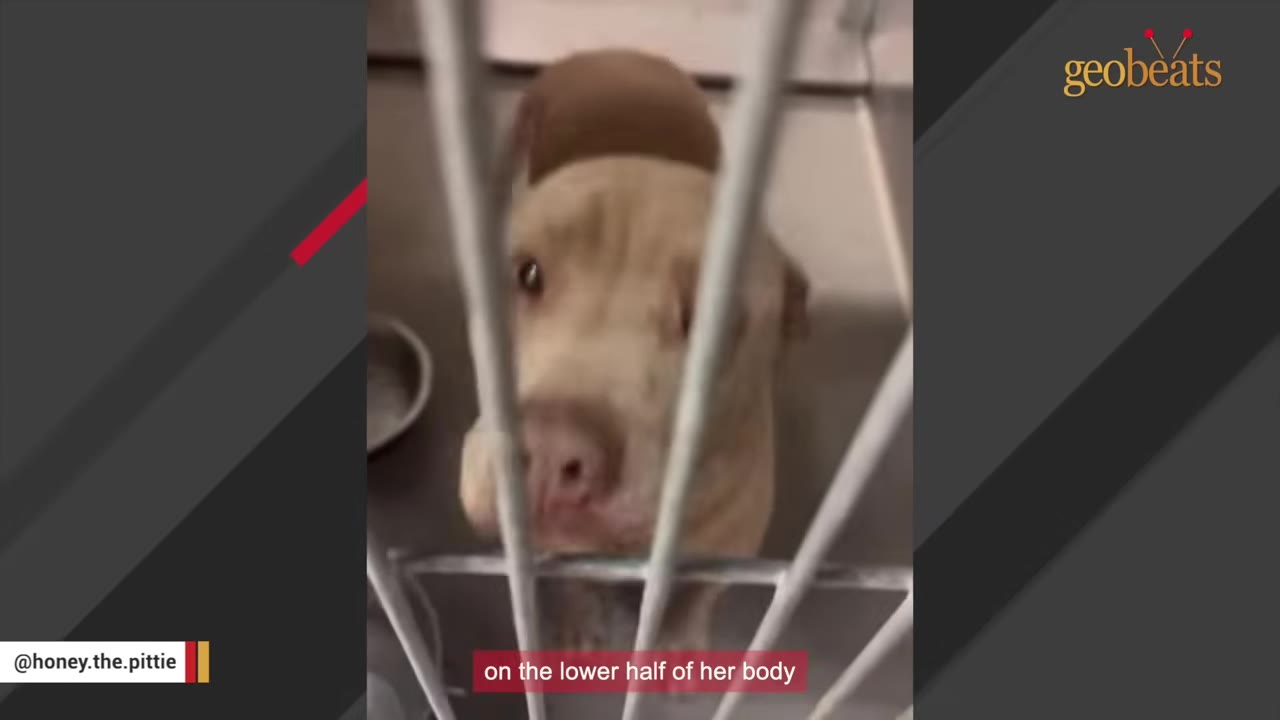 A tan pit bull looks out from behind the metal bars of a shelter kennel.