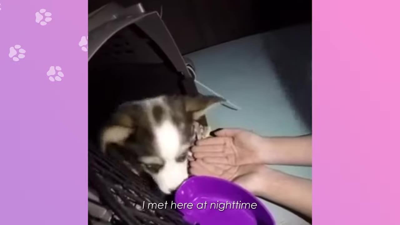 A small puppy with brown and white markings peers out of a grey pet carrier at night as a person's hands reach out to greet it.
