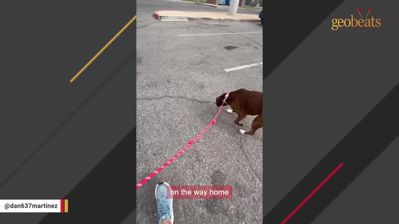 A brown dog on a pink leash being walked on an asphalt surface, with a person's blue sneaker visible at the bottom of the frame.