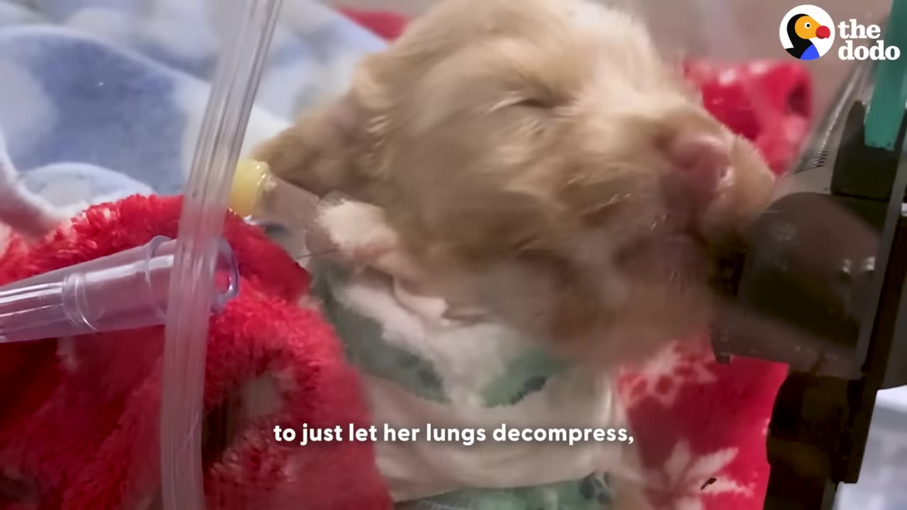 A tiny light brown puppy inside a clear plastic medical oxygen chamber, surrounded by tubes and resting on a red blanket.