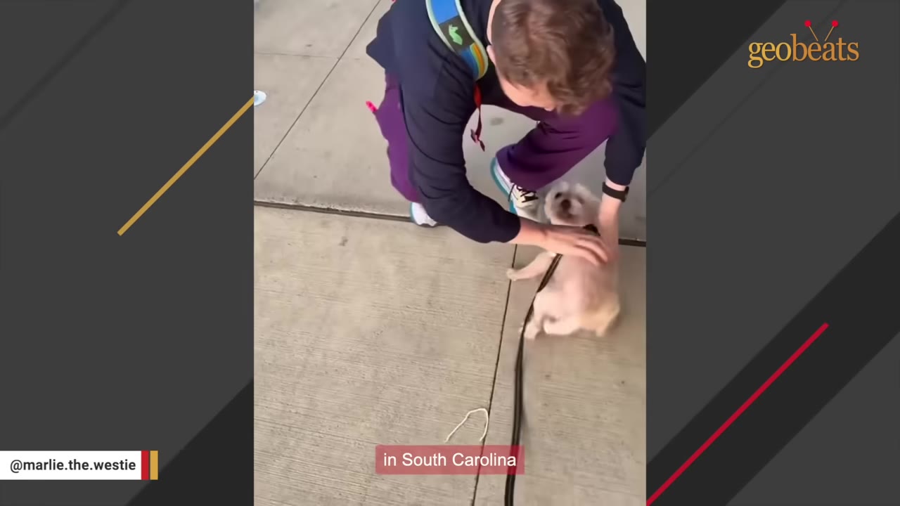 A person in purple pants and a dark jacket kneels on a concrete sidewalk to pet a small, light-colored dog on a leash.