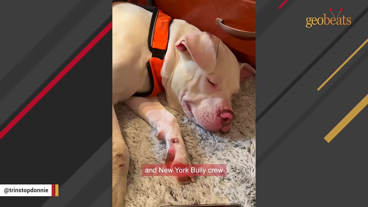 A white dog wearing an orange harness sleeps peacefully on a fluffy grey rug.