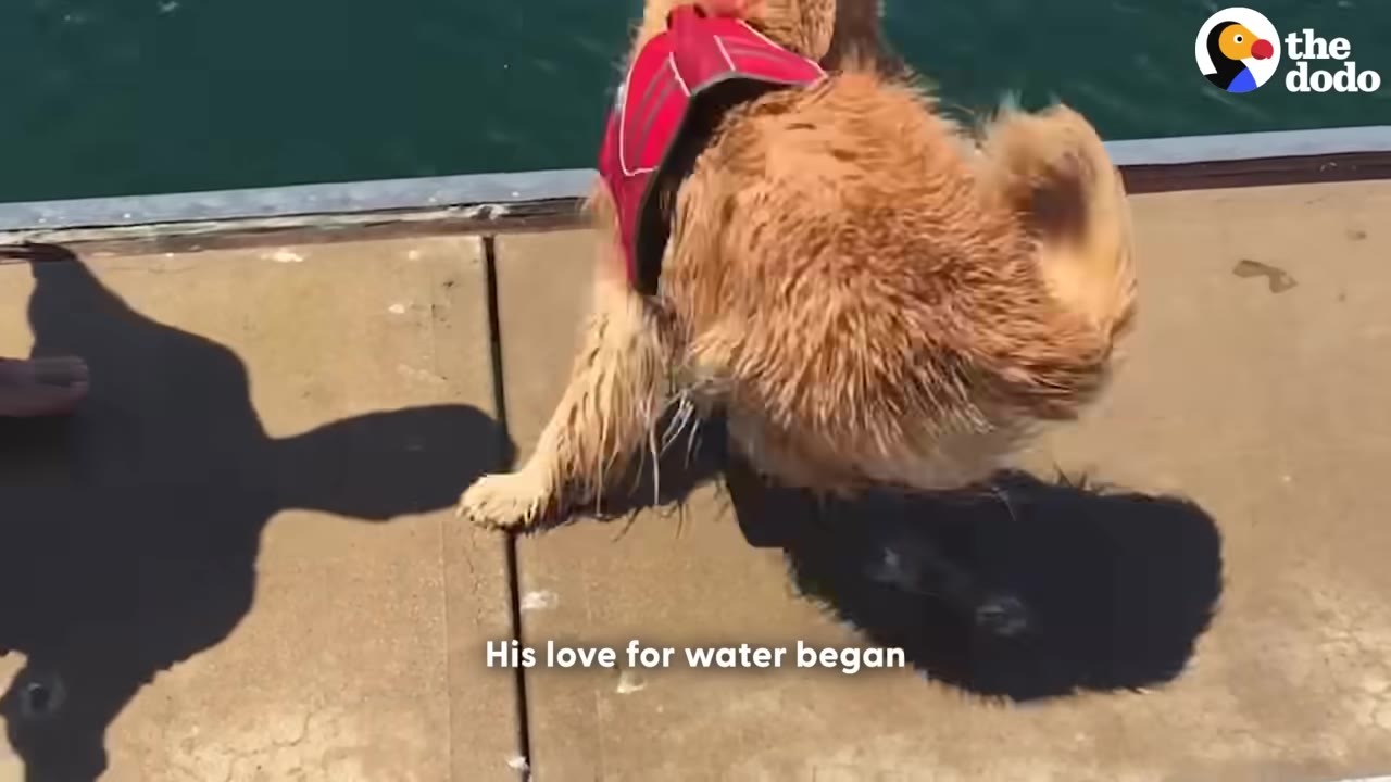 A golden retriever wearing a red harness shakes its wet fur while standing on a wooden dock next to the water.