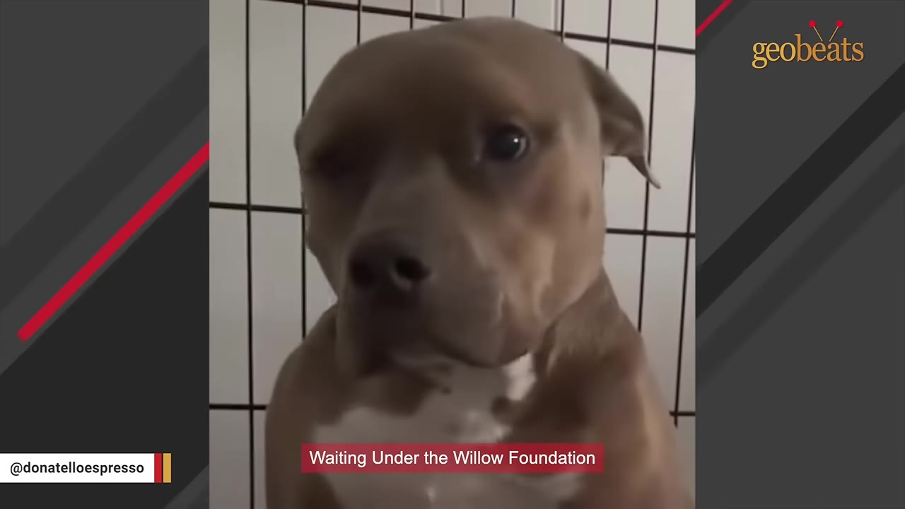 A close-up of a brown pit bull looking through the metal bars of a shelter cage.