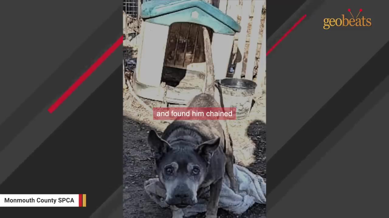 A dark-colored dog stands chained outside a small plastic doghouse on a cold day.