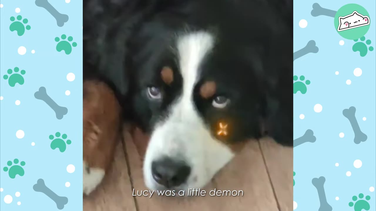 A close-up of a Bernese Mountain Dog lying down, looking up with a guilty expression, with the text 'Lucy was a little demon' on the screen.
