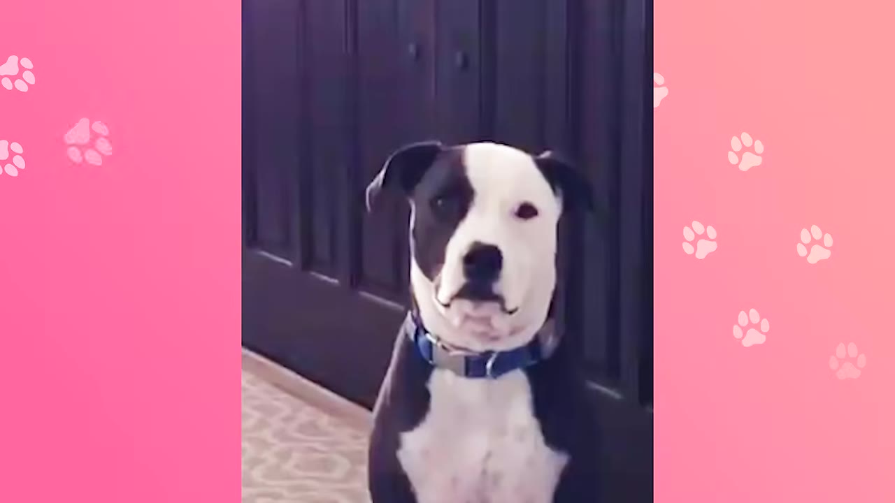 A black and white dog with a blue collar sitting indoors in front of a dark wooden door.