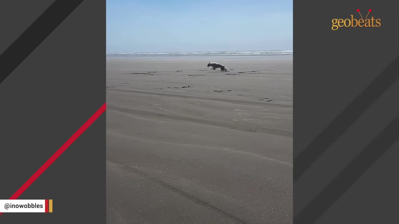 A long-snouted white dog runs across a vast, wide sandy beach with the ocean waves visible in the distance under a clear blue sky.