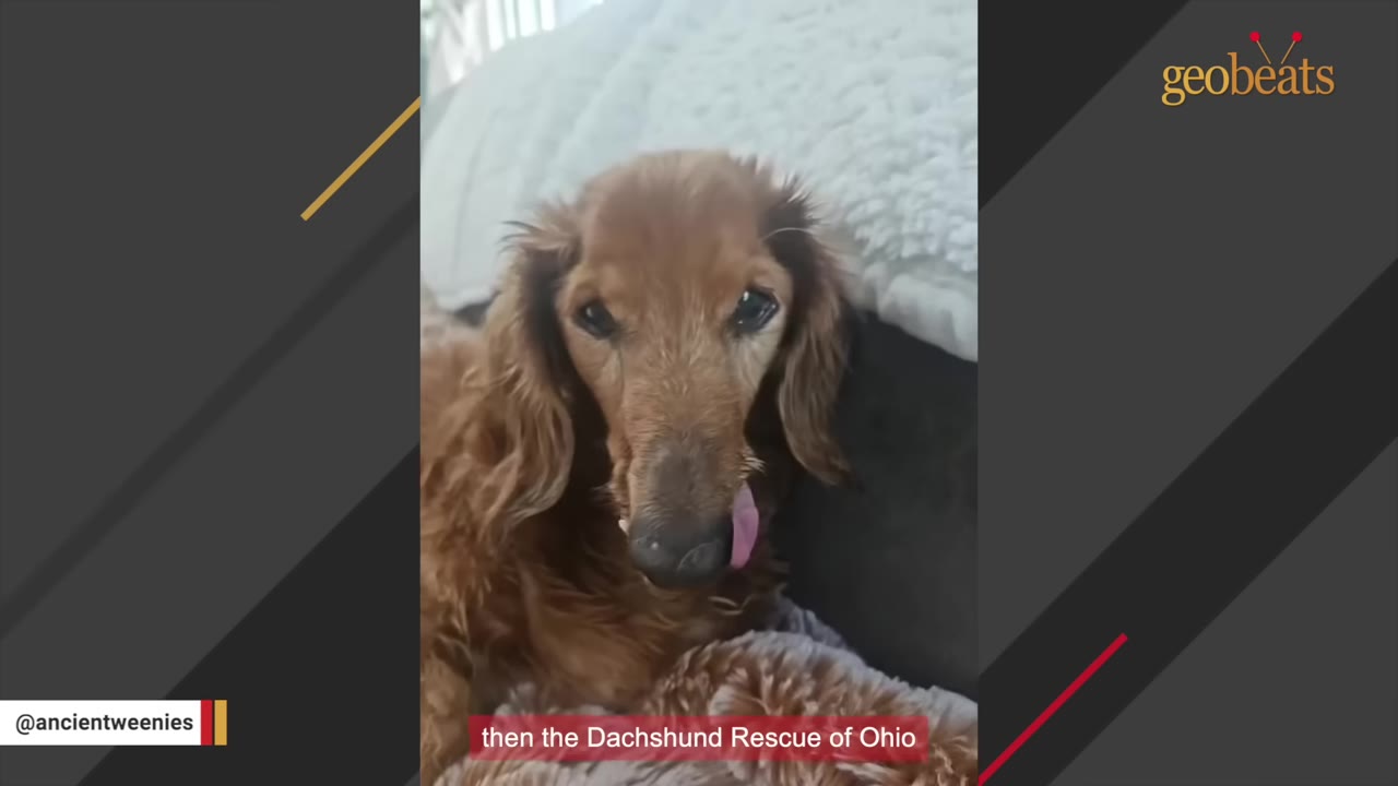 A close-up shot of an elderly, long-haired brown dachshund looking directly at the camera with its tongue slightly out.