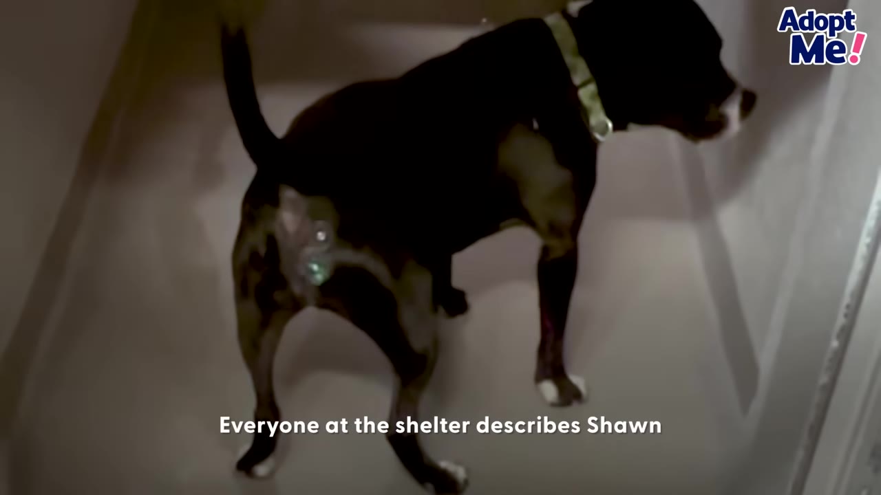A black and white dog stands inside a dimly lit shelter kennel, looking towards the side.