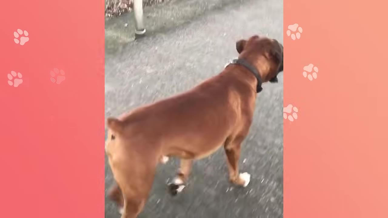 A brown boxer dog walking on a paved path, viewed from behind.