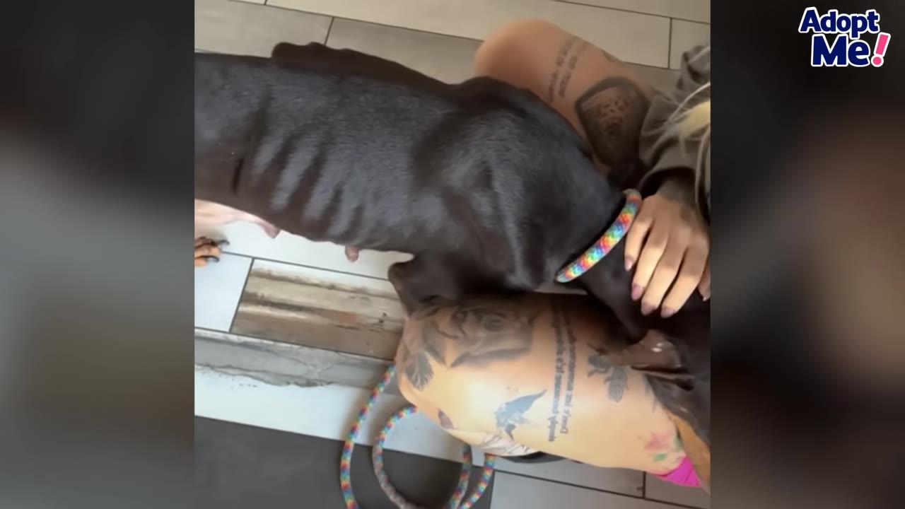 An overhead view of an extremely emaciated black dog with visible ribs, resting its head on a person's tattooed leg while being comforted.