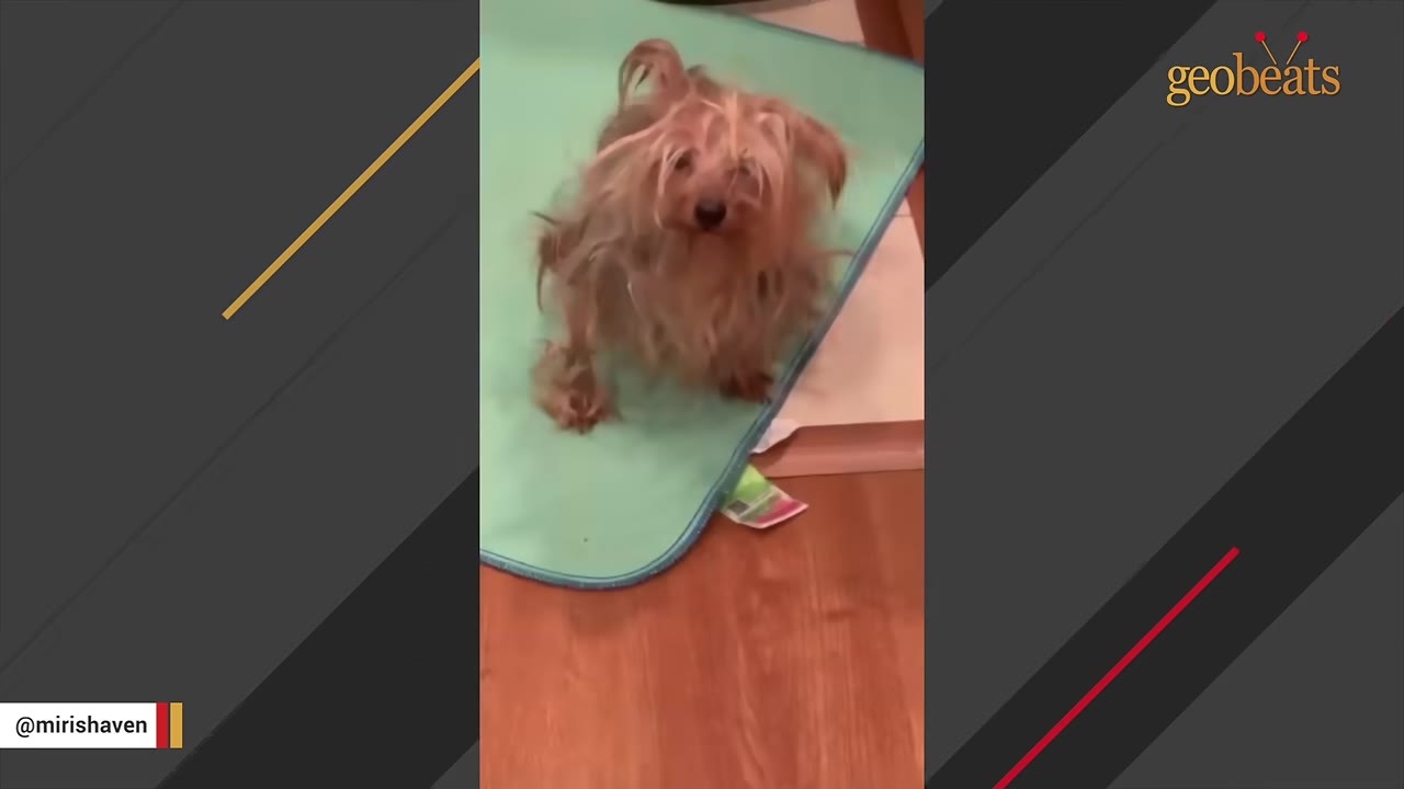 A small, scruffy, long-haired dog with tan and grey fur stands on a light green mat, looking directly at the camera.
