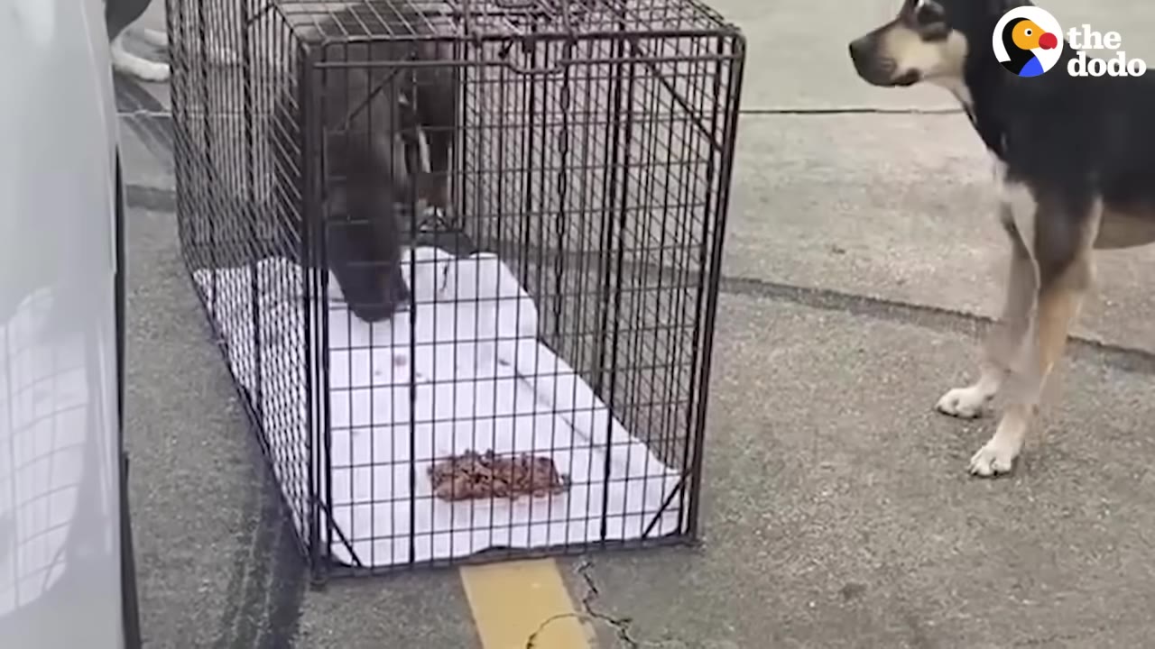 A black and tan dog stands hesitantly outside a wire crate containing food on a white towel.