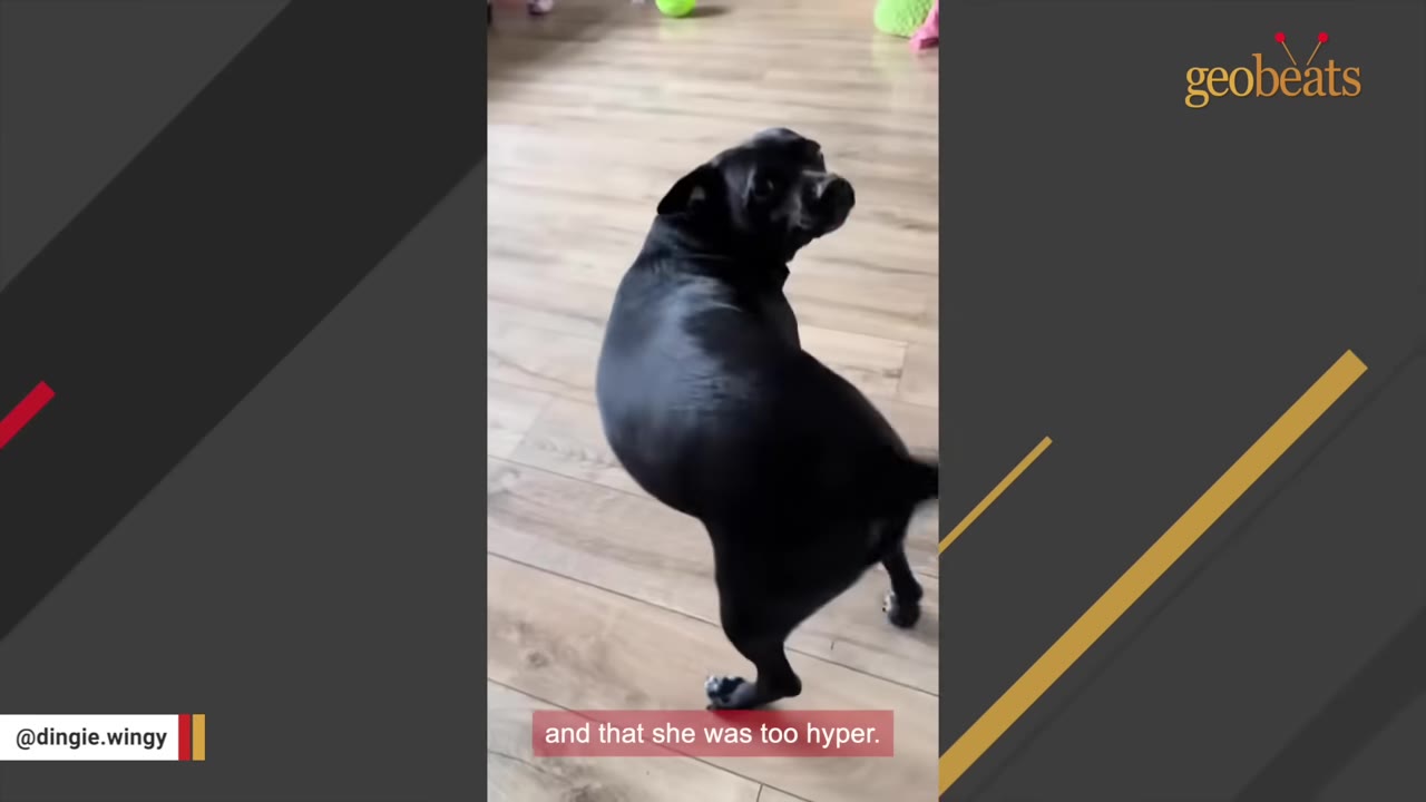 A small black dog stands on a wooden floor, looking back over its shoulder towards the camera.