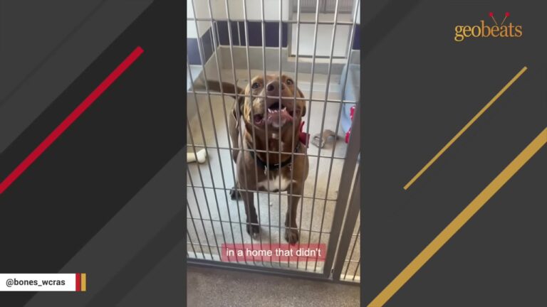 Texas Shelter Dog Loved His Weekend Escape Until His First Night Outside Revealed Something Heartbreaking