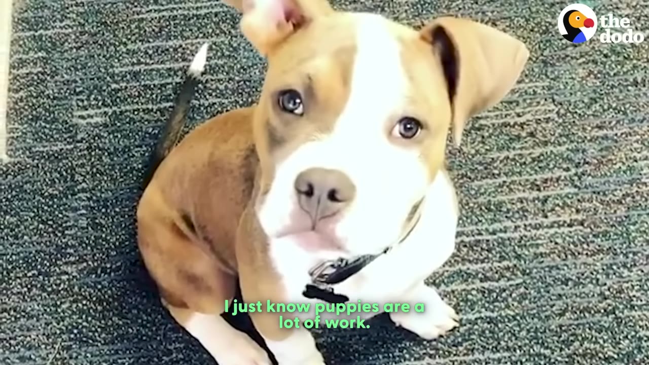 A brown and white puppy sitting on a grey carpet, looking up at the camera with wide eyes.
