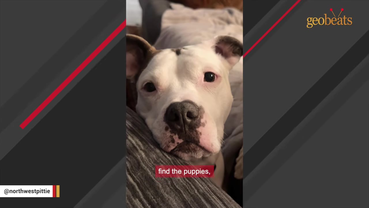 A close-up of a white and brown dog with sad eyes resting its head on a couch cushion, with a red subtitle reading 'find the puppies,'.