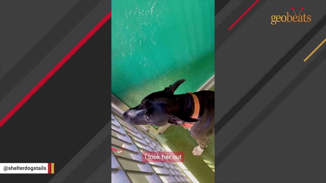 A black and white dog with an orange collar looks out through the metal bars of a green shelter kennel.