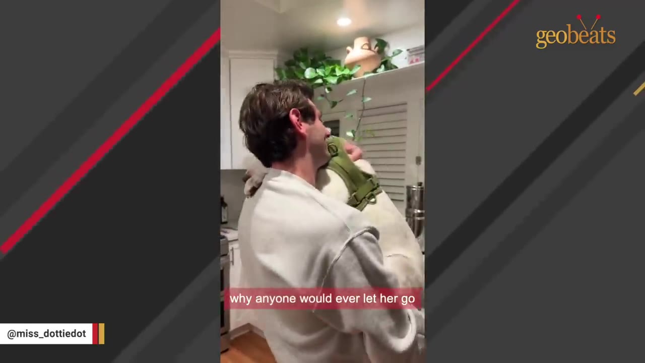 A man in a white sweatshirt hugs a white dog wearing a green harness, with a text overlay that reads 'why anyone would ever let her go'.