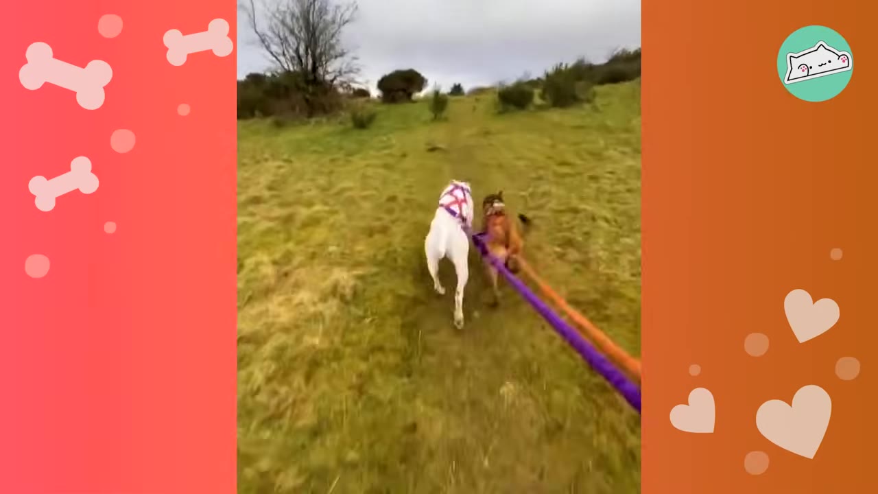 Two dogs on leashes running ahead on a grassy path in an open field.