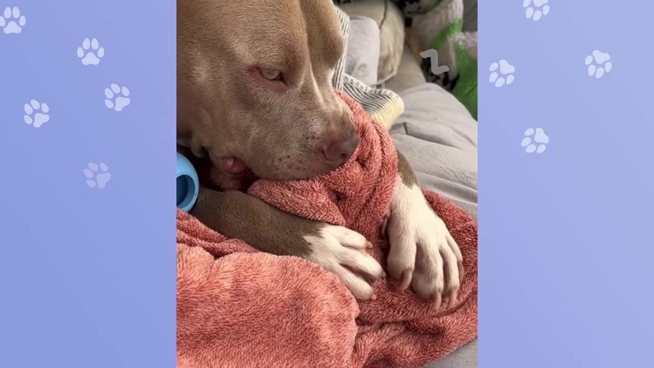 A tan and white dog lies down with its paws resting on a pink fleece blanket, holding a section of the blanket in its mouth.