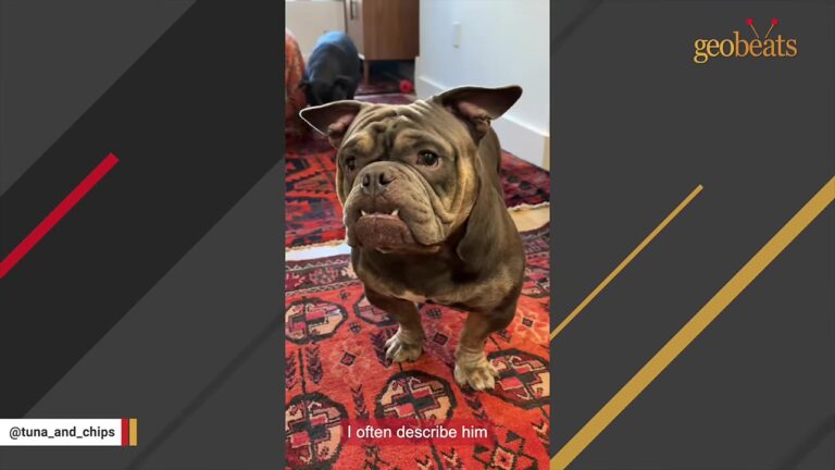 New York Foster Dog Arrived Looking Like No Creature They Knew, Then Started Winning Over Everyone