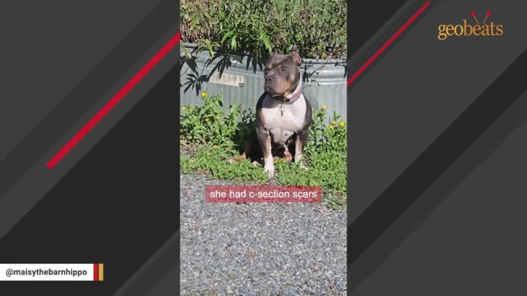Georgia Dog Dumped In A Lonely Field Was Left To Fend For Herself After Being Bred Repeatedly
