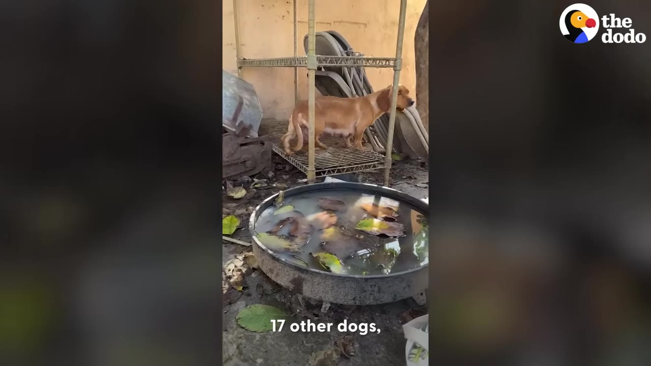 A brown dachshund stands on a metal shelving unit in a cluttered, dirty backyard next to a large basin filled with murky water and leaves.