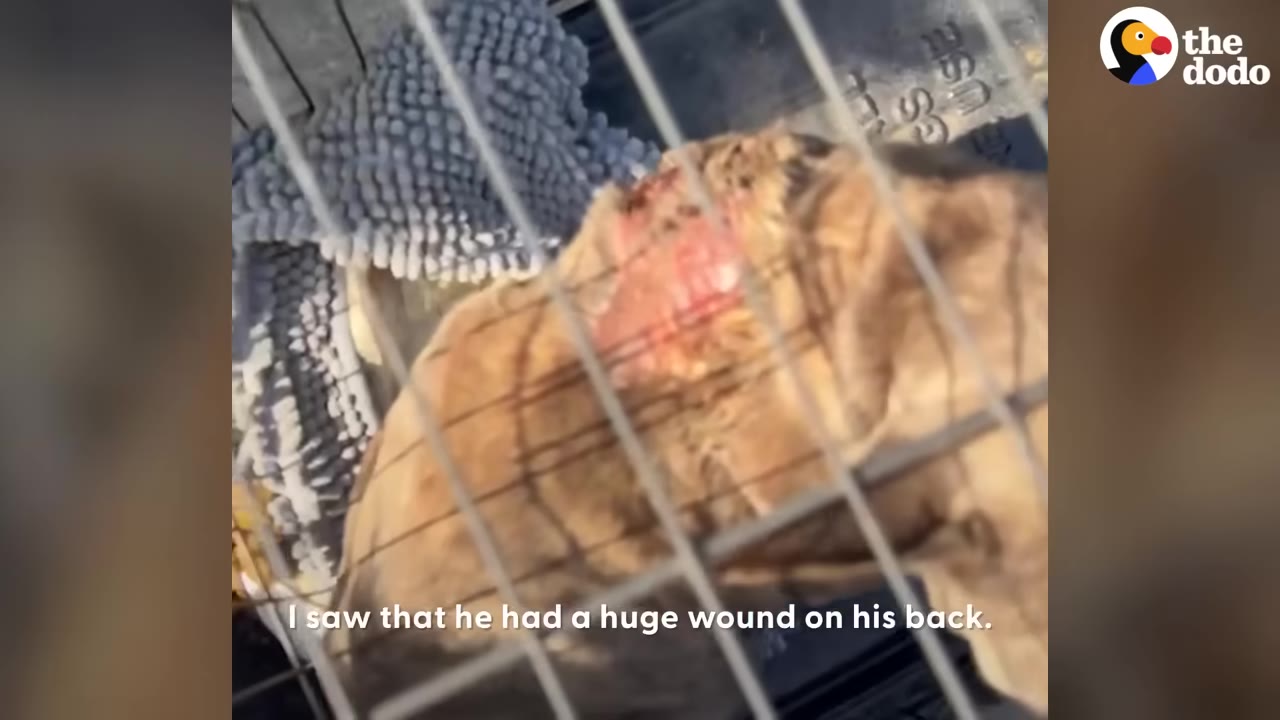 A close-up view through the metal bars of a cage showing a dog with a large, raw red wound on its back.
