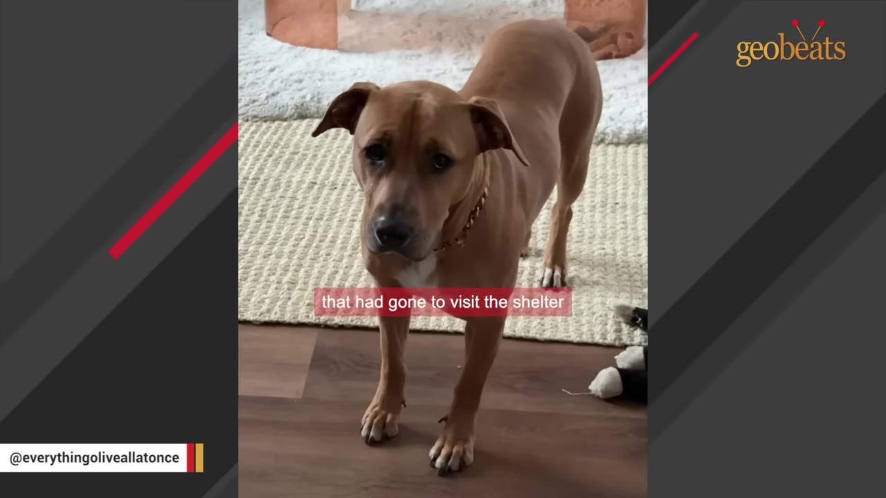 A brown dog with a sad expression stands on a rug, looking up towards the camera.