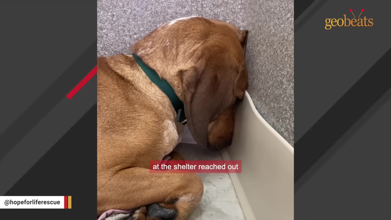 A brown dog with a green collar lies curled up on the floor, pressing its head sadly against the corner of a wall.