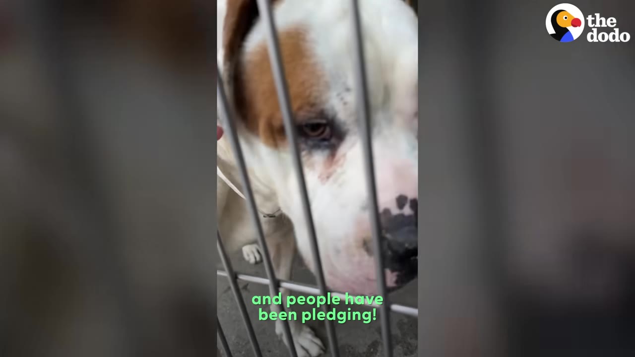 A close-up of a white dog with brown patches on its face looking through the metal bars of a kennel cage.