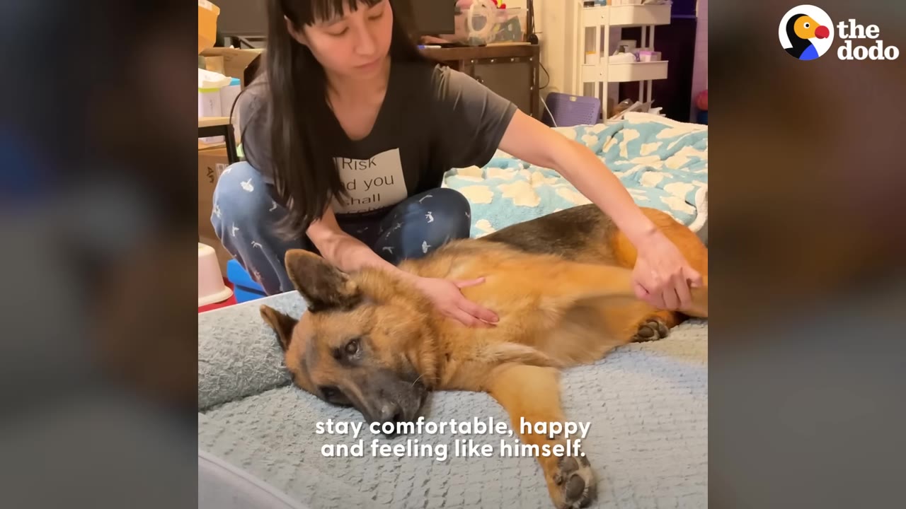A woman with dark hair and bangs gently massages the leg and chest of a German Shepherd lying on a light blue dog bed.
