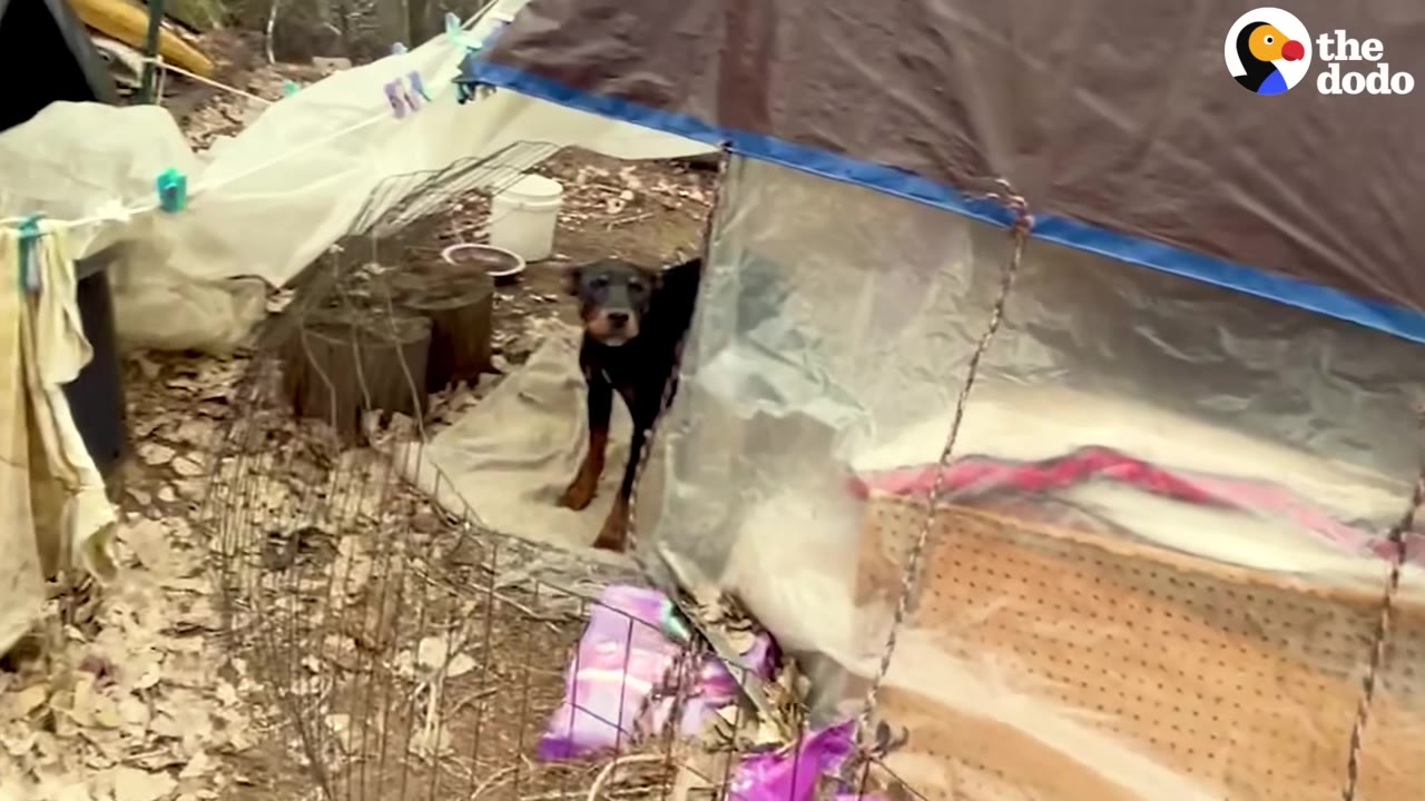 A black and tan dog stands warily inside a makeshift shelter made of tarps and plastic sheeting, looking directly at the camera.