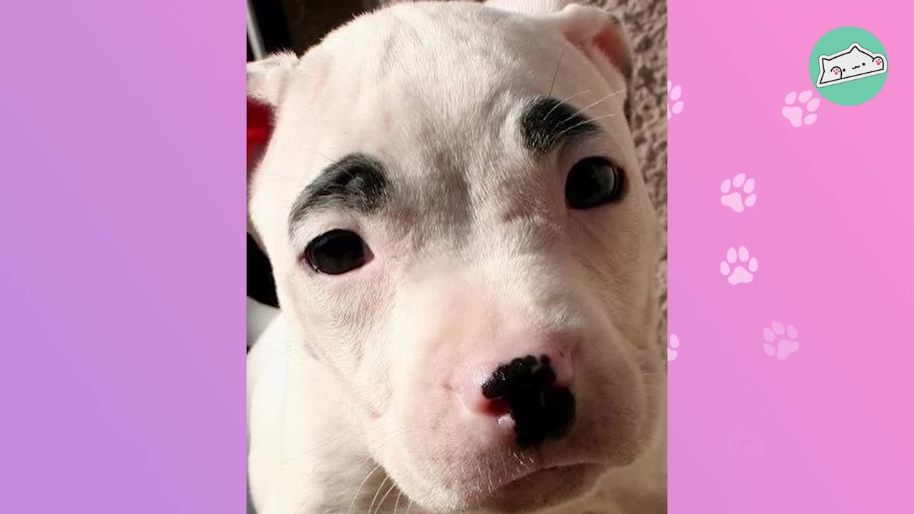 A close-up portrait of a white puppy with distinctive black markings over its eyes resembling eyebrows and a black spot on its nose.