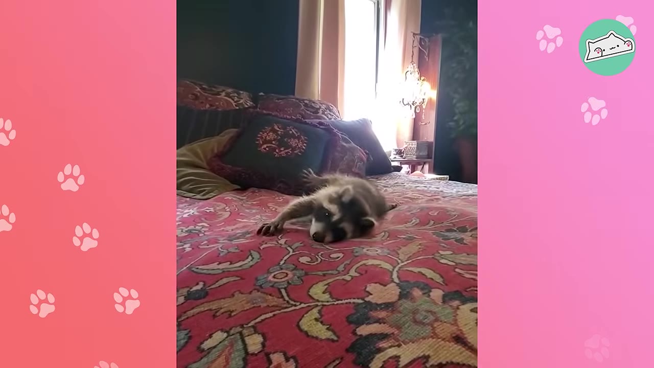 A young raccoon lies on a red patterned bedspread in a bedroom.