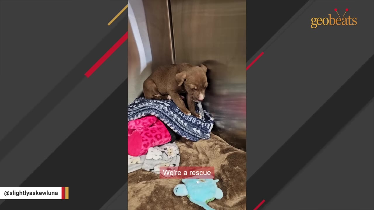 A small, weak brown puppy sits on a pile of blankets inside a metal kennel.