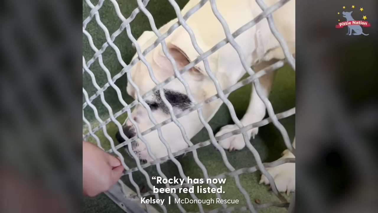 A white dog behind a chain-link fence sniffing a hand, with text overlay reading 'Rocky has now been red listed. Kelsey | McDonough Rescue'.