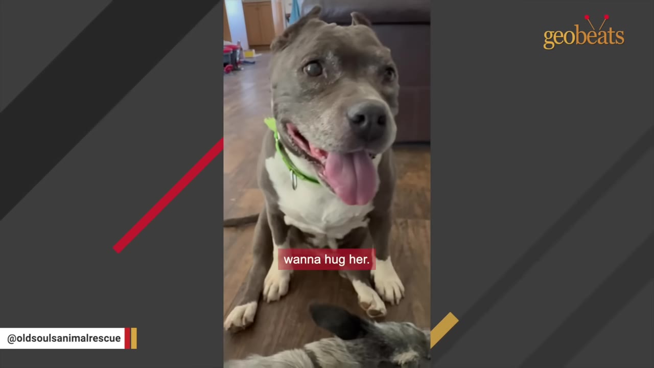 A senior grey and white dog with a green collar sits on a wooden floor, panting with its tongue out.